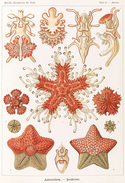 Echinoderms, some of which have pentagonal symmetry